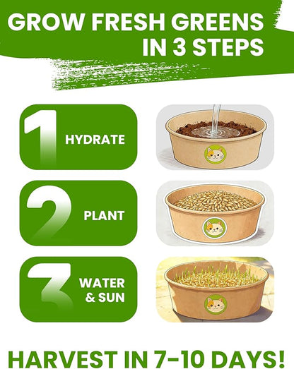 Organic Cat Grass Seeds